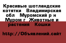 Красивые шотландские котятки - Владимирская обл., Муромский р-н, Муром г. Животные и растения » Кошки   